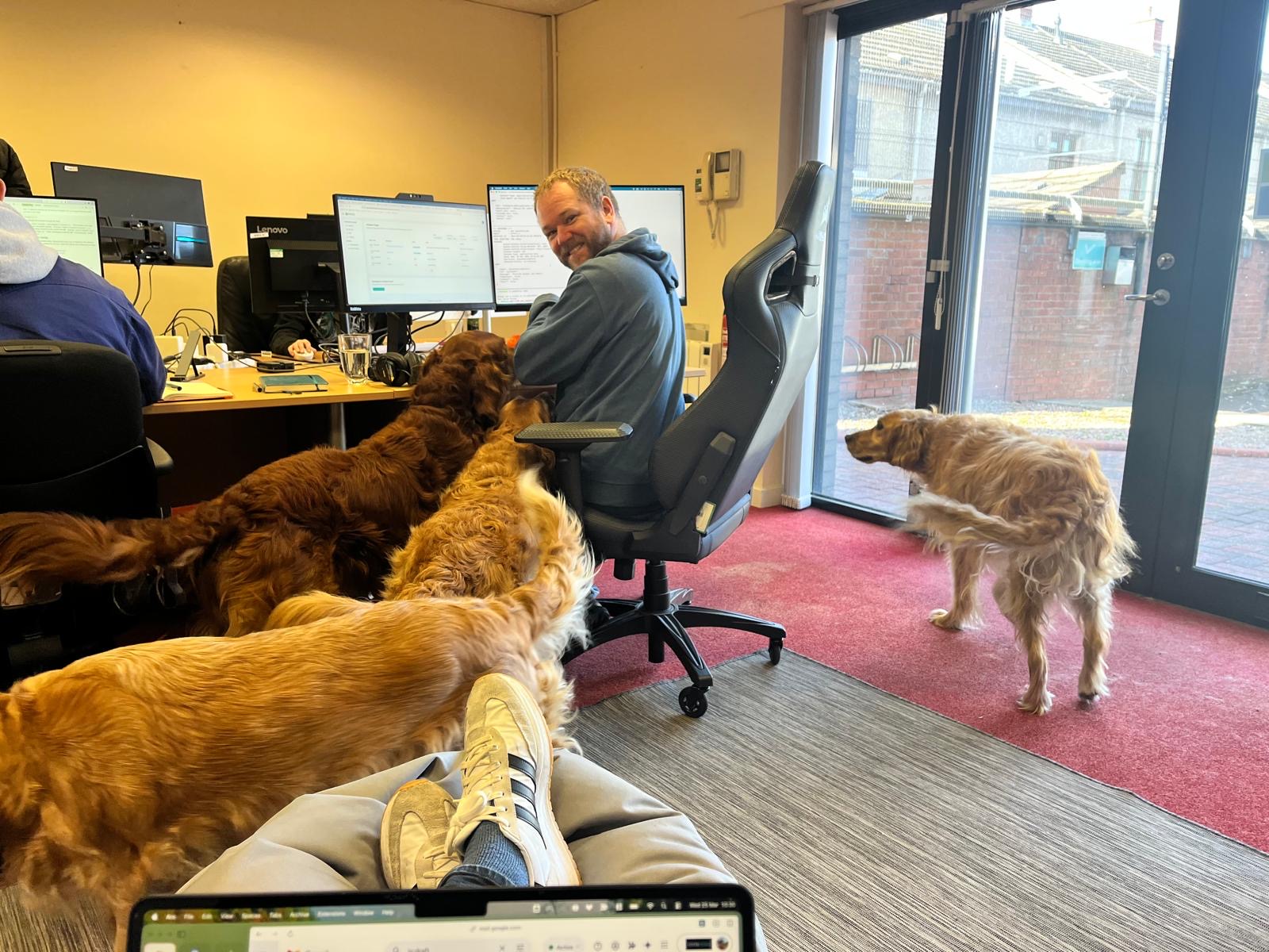 Office dogs